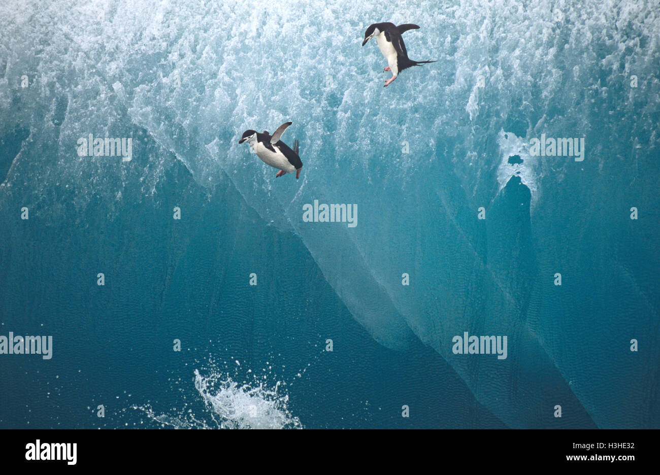 Zügelpinguin (Pygoscelis antarctica) Stockfoto