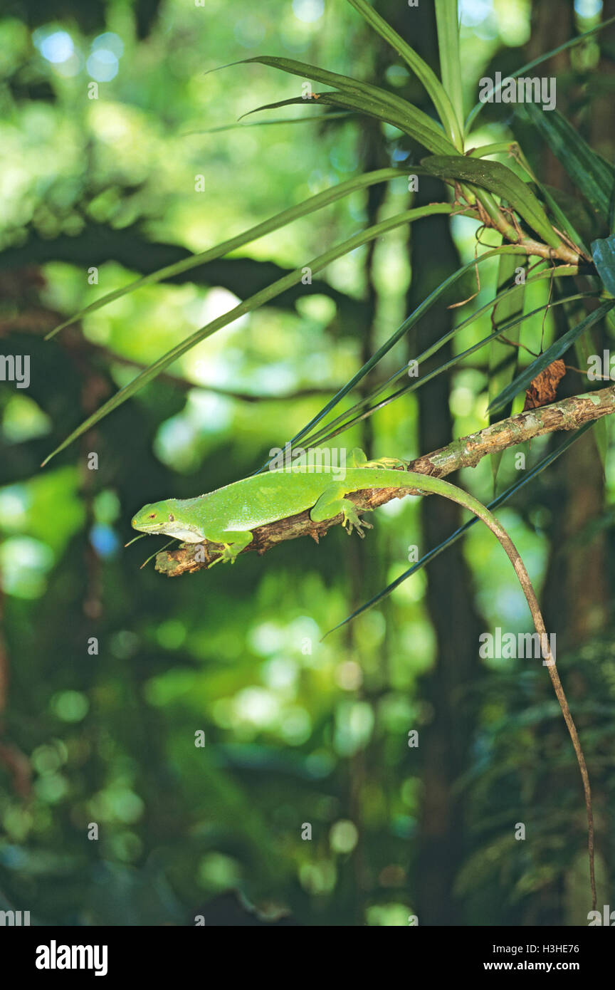Gebänderten Fidschi Leguan (Brachylophus Fasciatus) Stockfoto