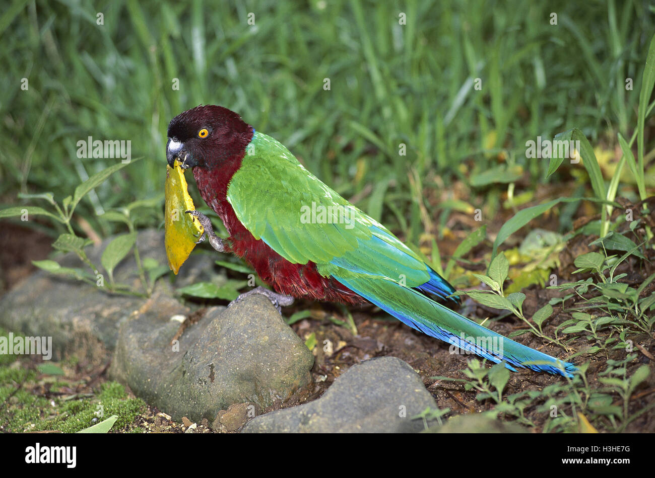 Rot glänzend-Papagei (Prosopeia Tabuensis). Stockfoto