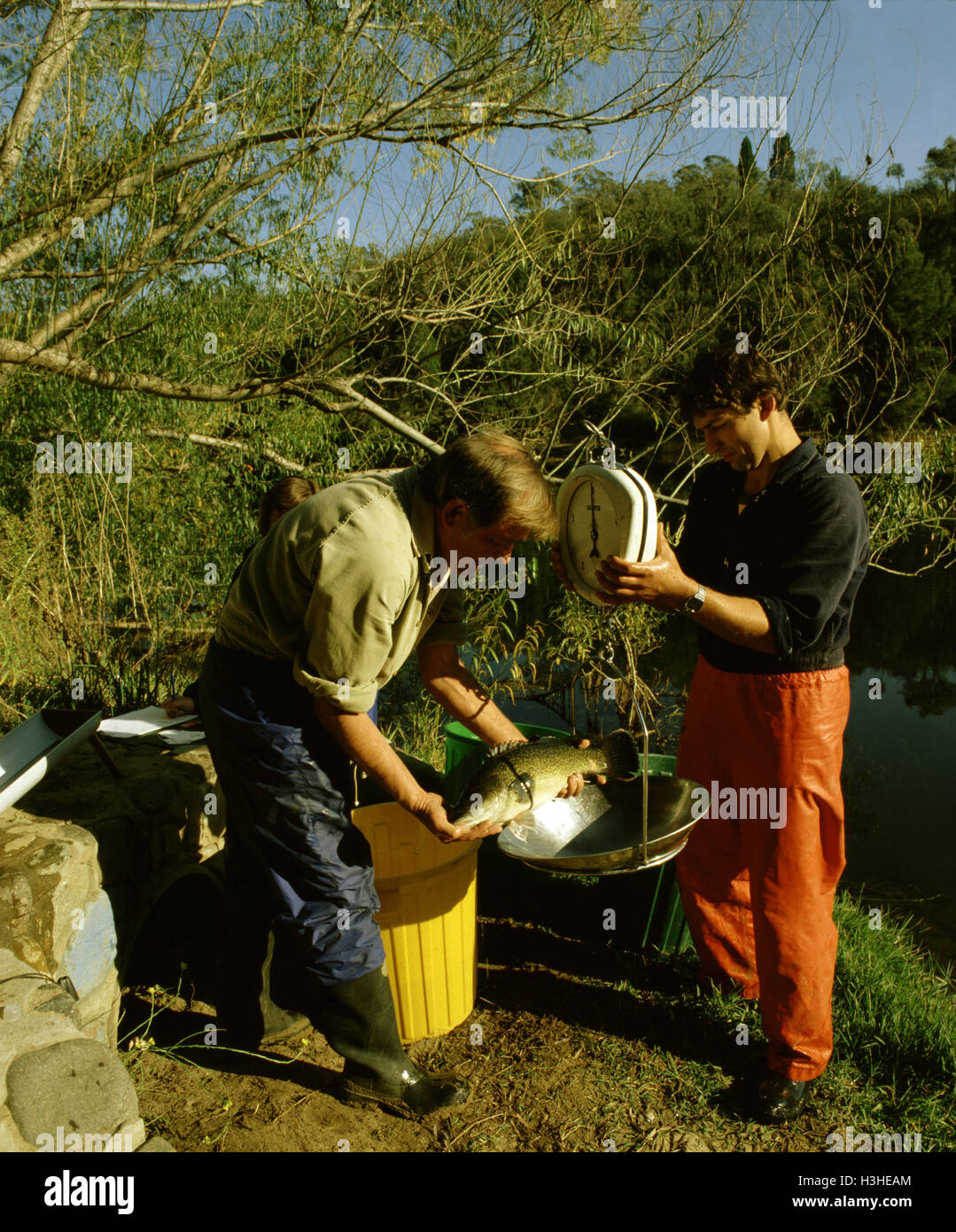 Murray-Dorsch (Maccullochella Peelii) Stockfoto