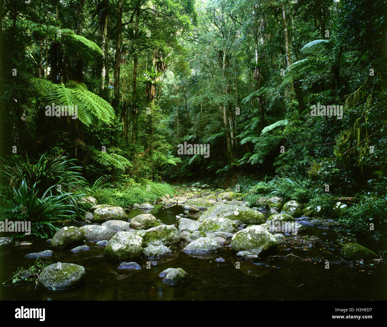 Brindle Creek: subtropischen Regenwald. Stockfoto