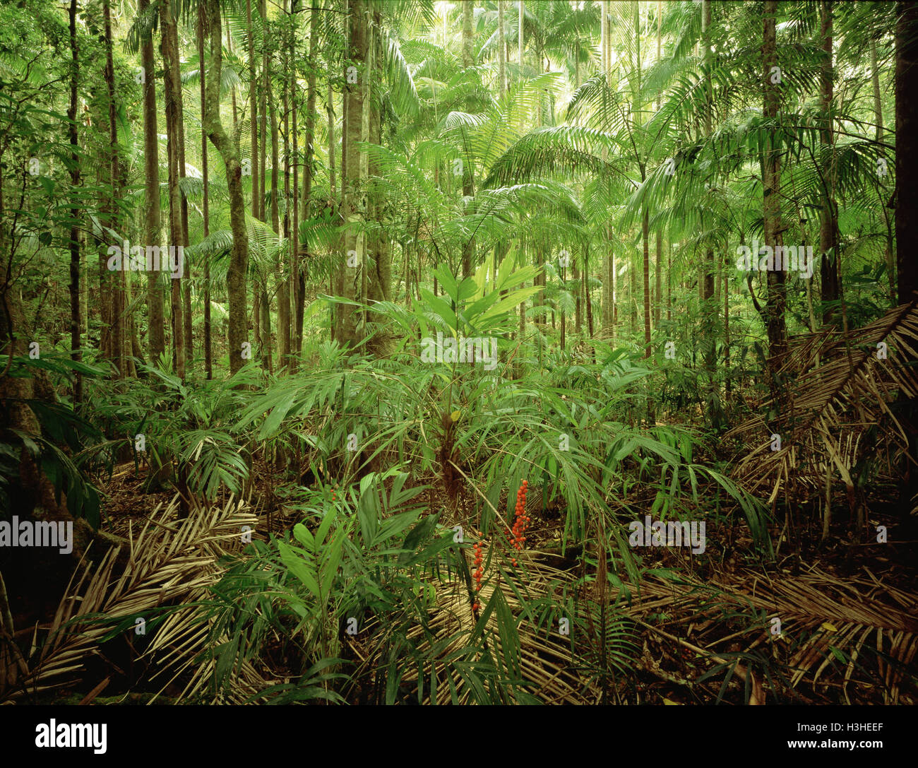 Bangalow Palm (Archontophoenix Cunninghamiana) Stockfoto