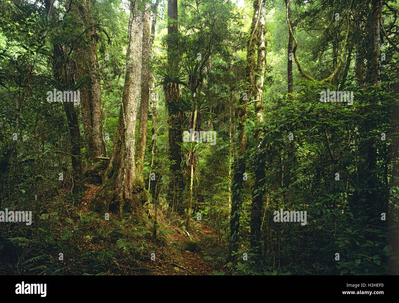 Subtropischen Regenwald Stelzwurzeln Stockfoto