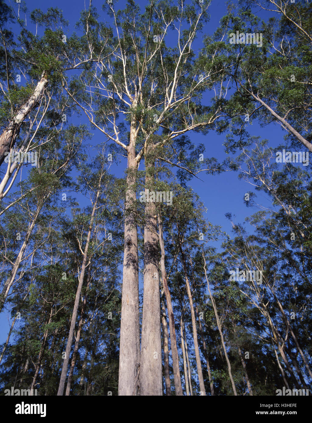 Blackbutt (Eukalyptus Pilularis) Stockfoto