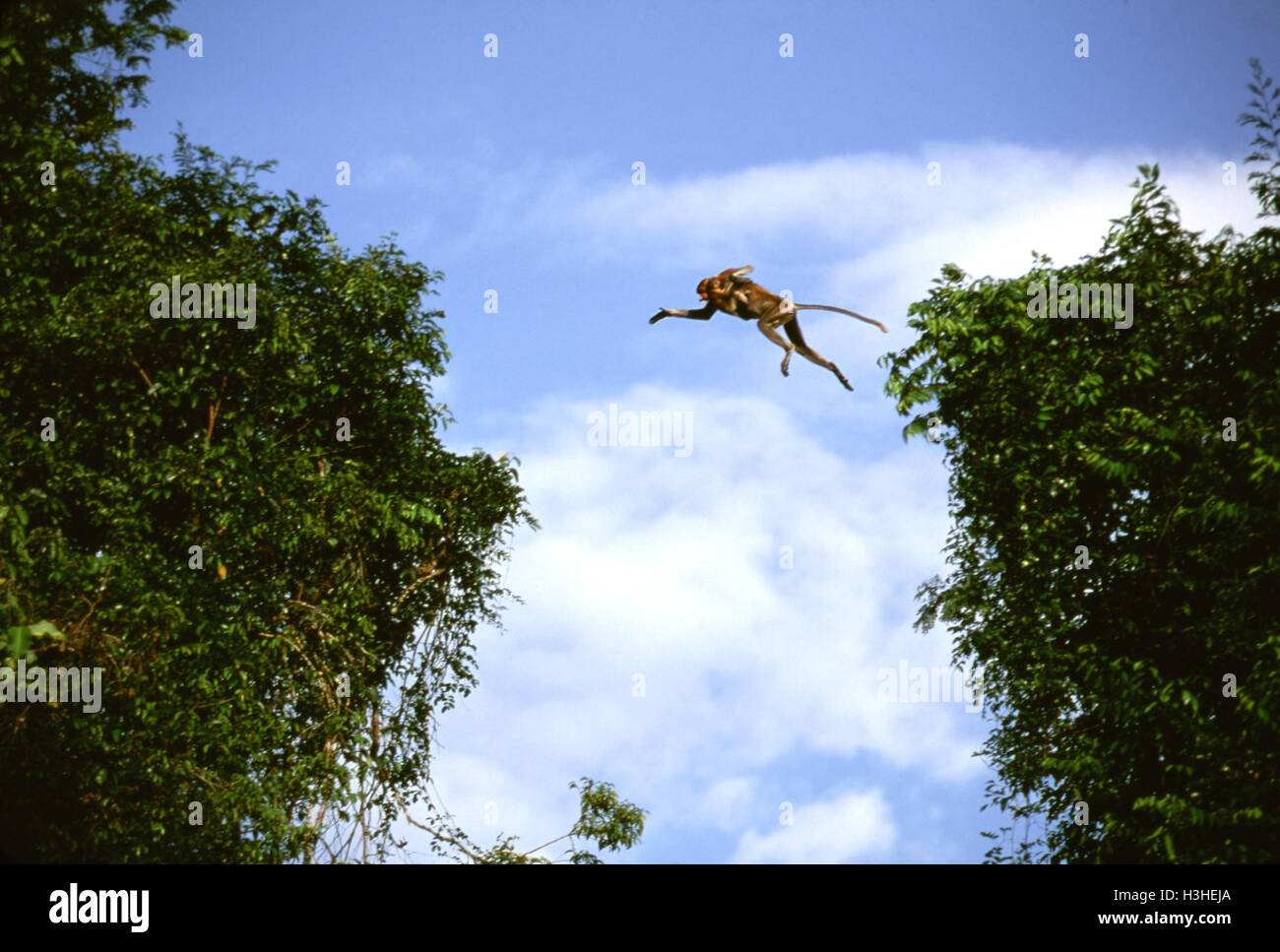 Nasenaffe (Nasalis Larvatus) Stockfoto