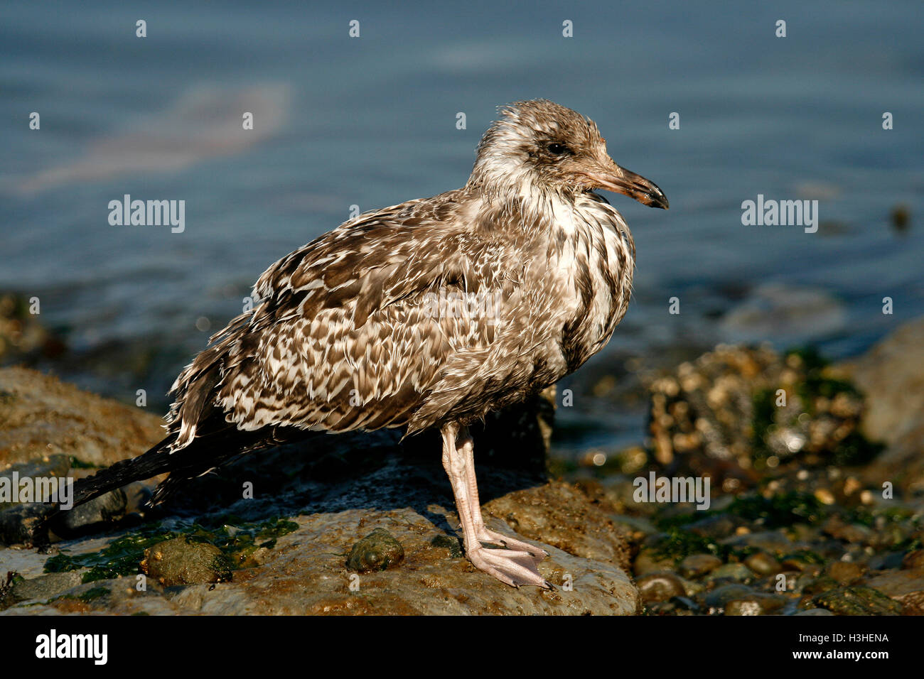 Juvenile Kalifornien Möve, Larus Californicus. Vancouver Island.  Britisch-Kolumbien. Kanada Stockfoto