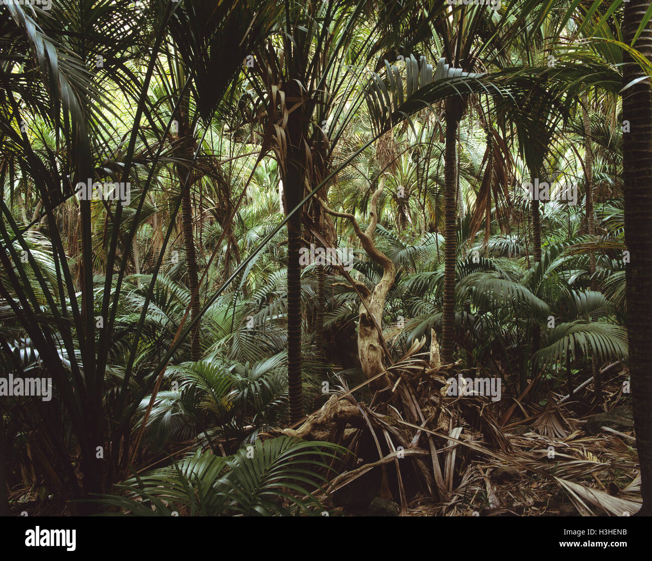 Stroh oder Kentia Palmen (Howea forsterana) Stockfoto