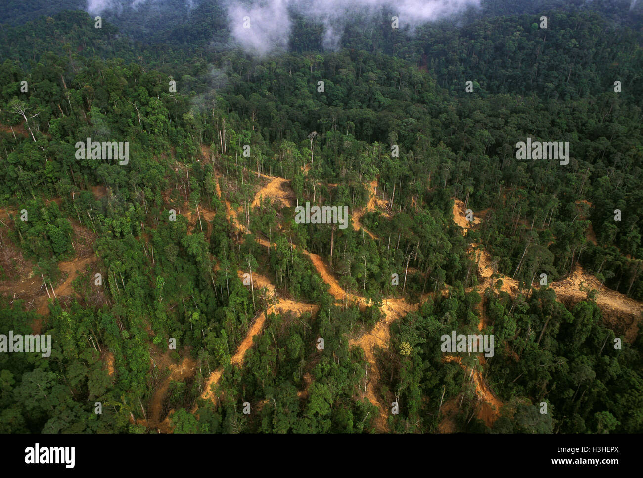 Tropischen Tieflandregenwald mit Protokollierung Zufahrtsstraßen, Rückegassen und Log Landungen sichtbar, Stockfoto