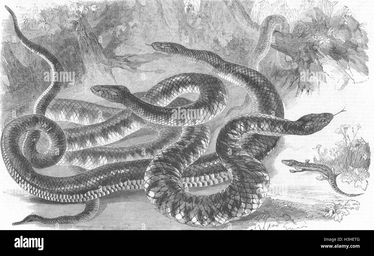 Tiere australische Venemous Schlangen Reptilien 1860. Illustrierte London News Stockfoto