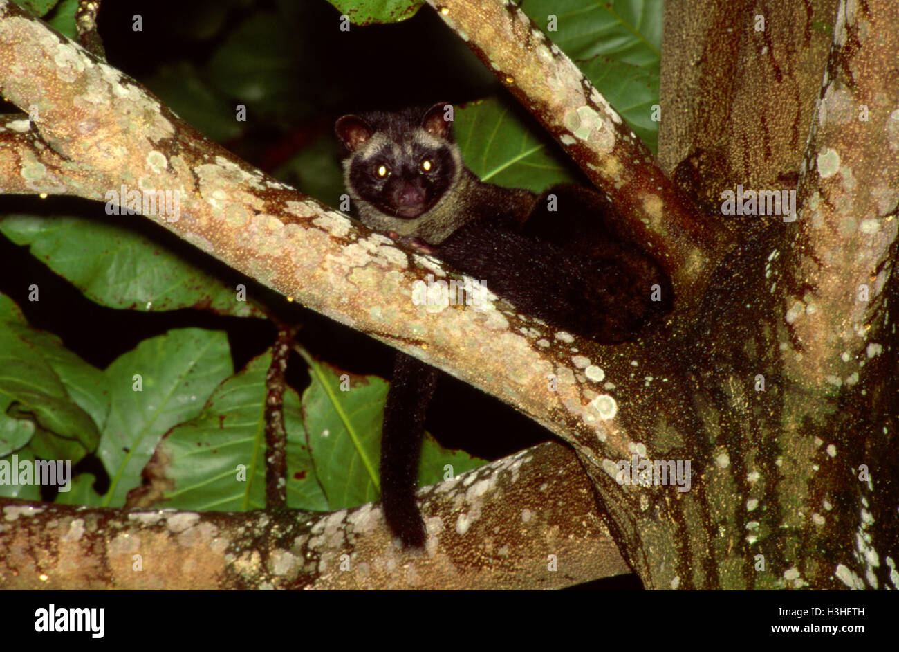 Gemeinsamen Fleckenmusang (Paradoxurus Hermaphroditus) Stockfoto