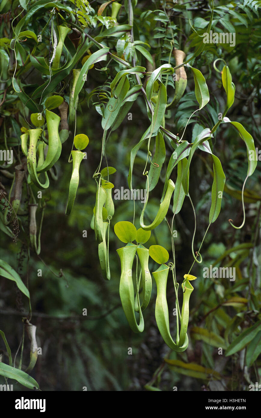 Die Reinwardt Kannenpflanze (Nepenthes Reinwardtiana) Stockfoto