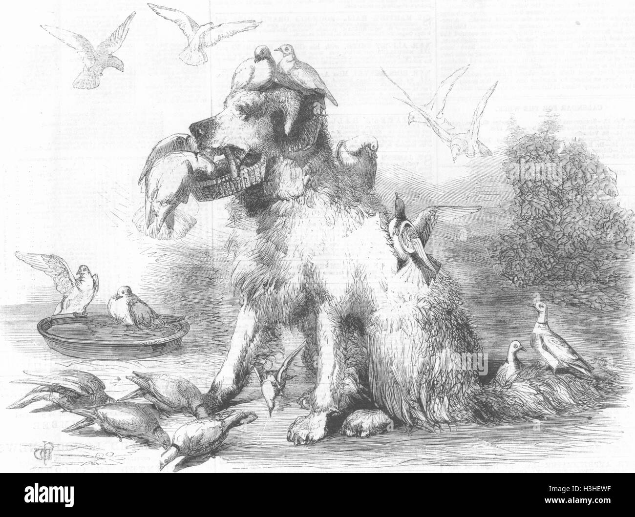 Hunde Torheit und ihre kleinen Freunde 1860. Illustrierte London News Stockfoto