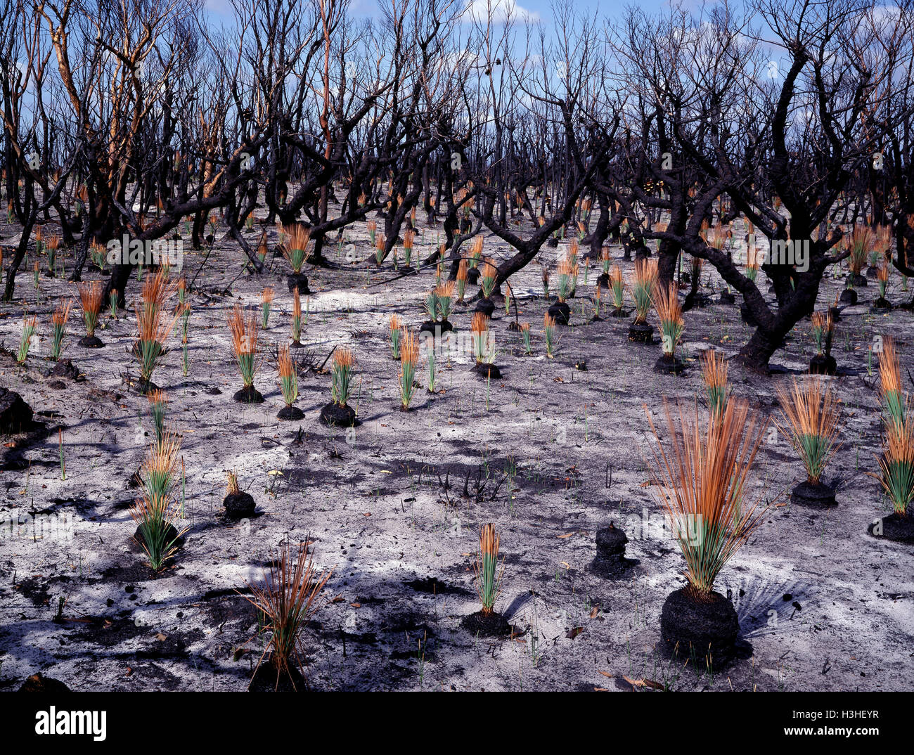 Buschland Regeneration sieben Wochen nach buschfeuer. Stockfoto