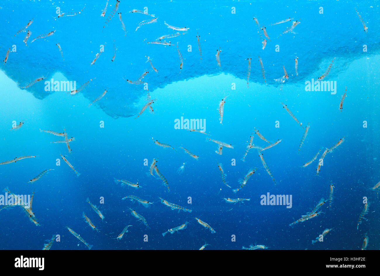 Antarktische Krill (Euphausia Superba) Stockfoto