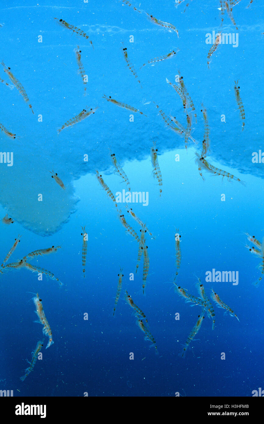 Antarktische Krill (Euphausia Superba) Stockfoto
