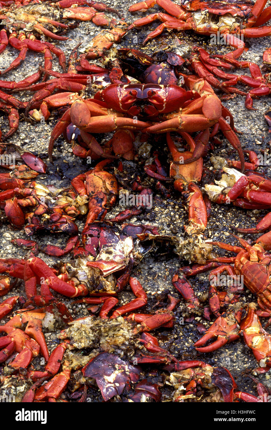 Weihnachtsinsel rote Krabbe (Gecarcoidea Natalis) Stockfoto