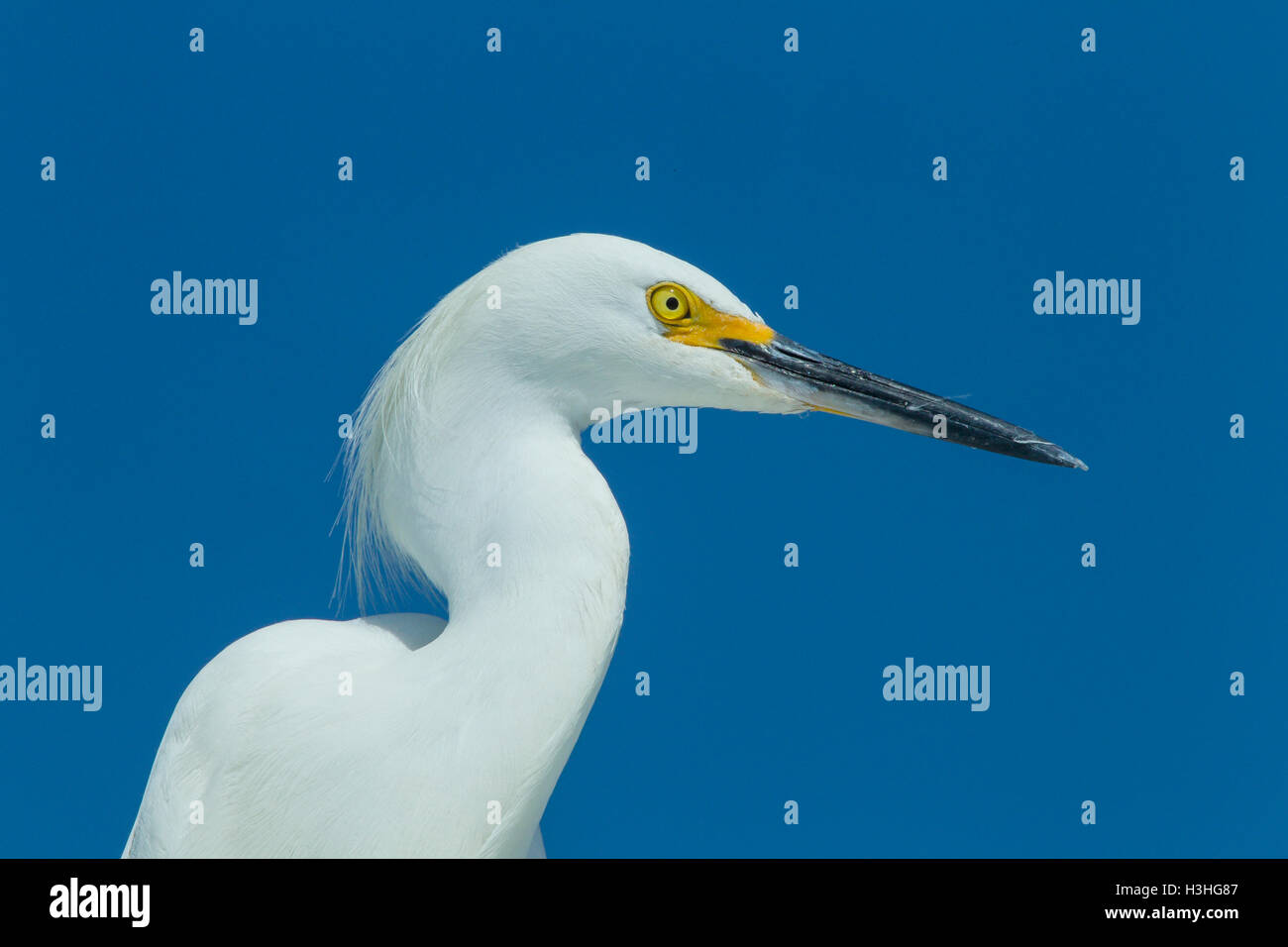 Snowy Silberreiher (Egretta unaufger) Portrait von Kopf und Hals der Altvogel, Florida, USA Stockfoto