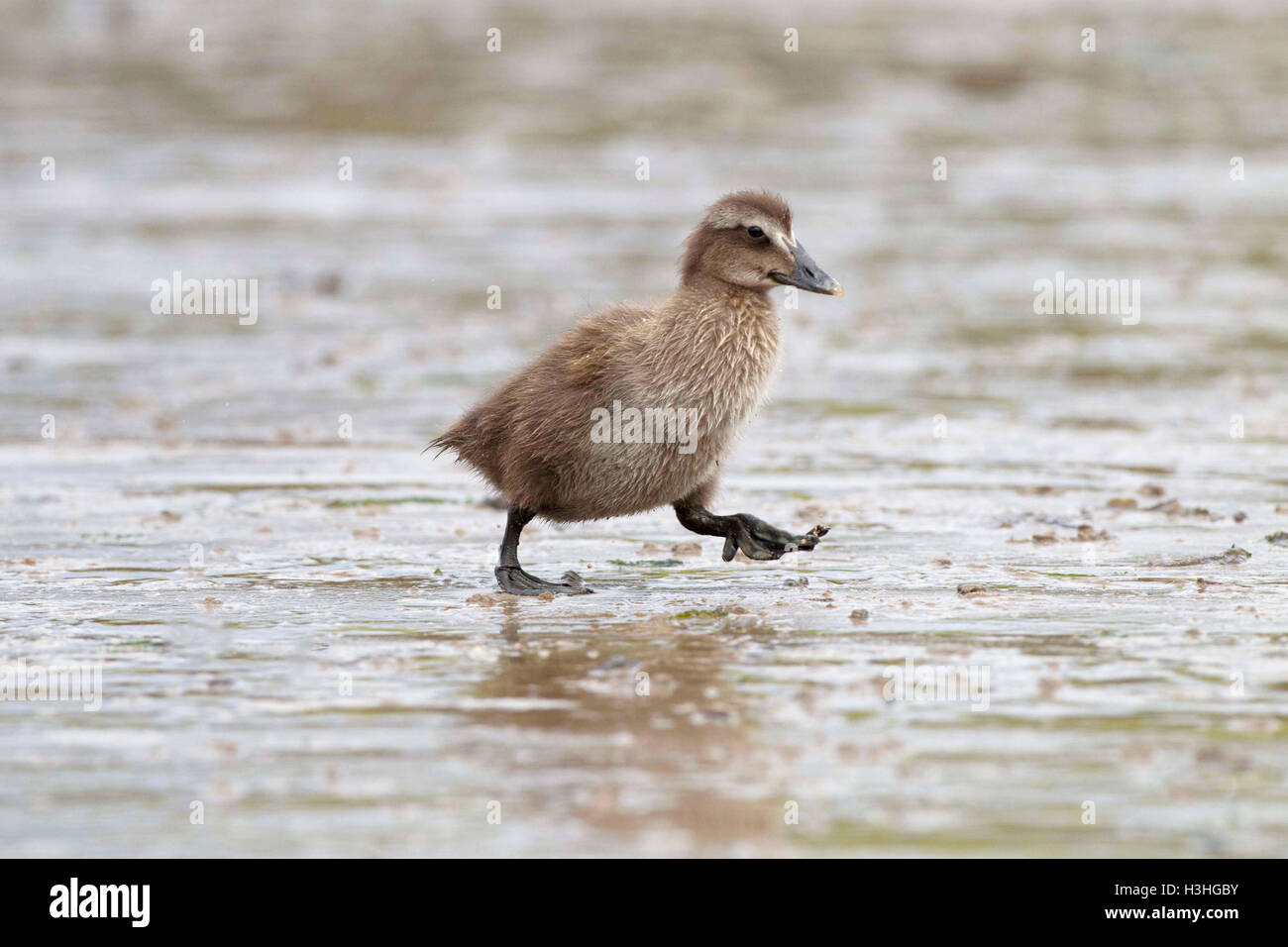 gemeinsamen Eiderenten (Somateria Mollissima) Entlein zu Fuß auf Schlamm an der Küste, Northumberland, England, UK Stockfoto