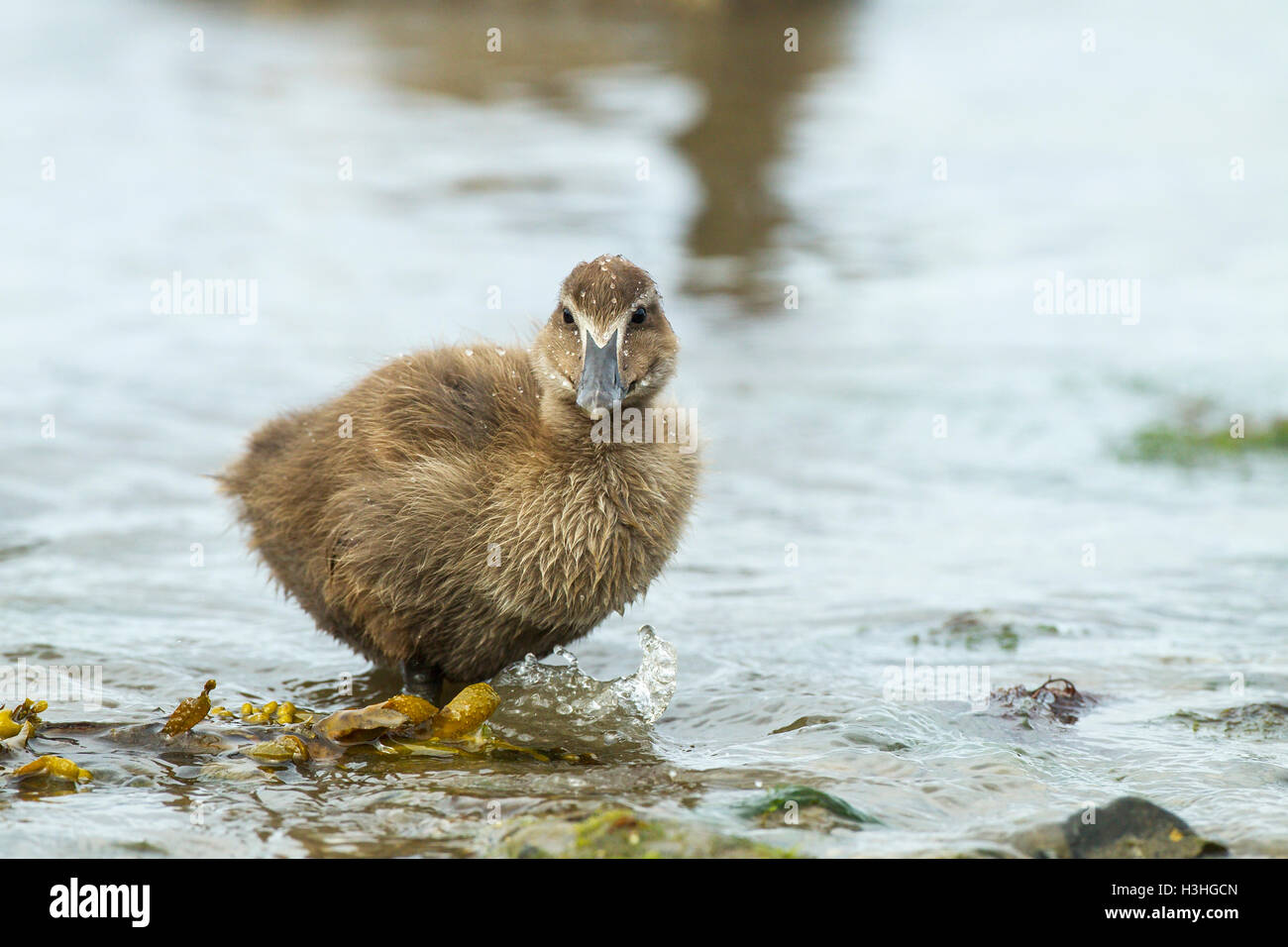 gemeinsamen Eiderenten (Somateria Mollissima) Entlein zu Fuß auf Schlamm an der Küste, Northumberland, England, UK Stockfoto