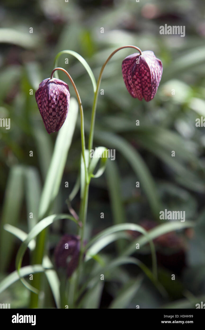 Snake´S Kopf Fritillary King Bett Lilie, SnakeÂ´s Kopf Stockfoto