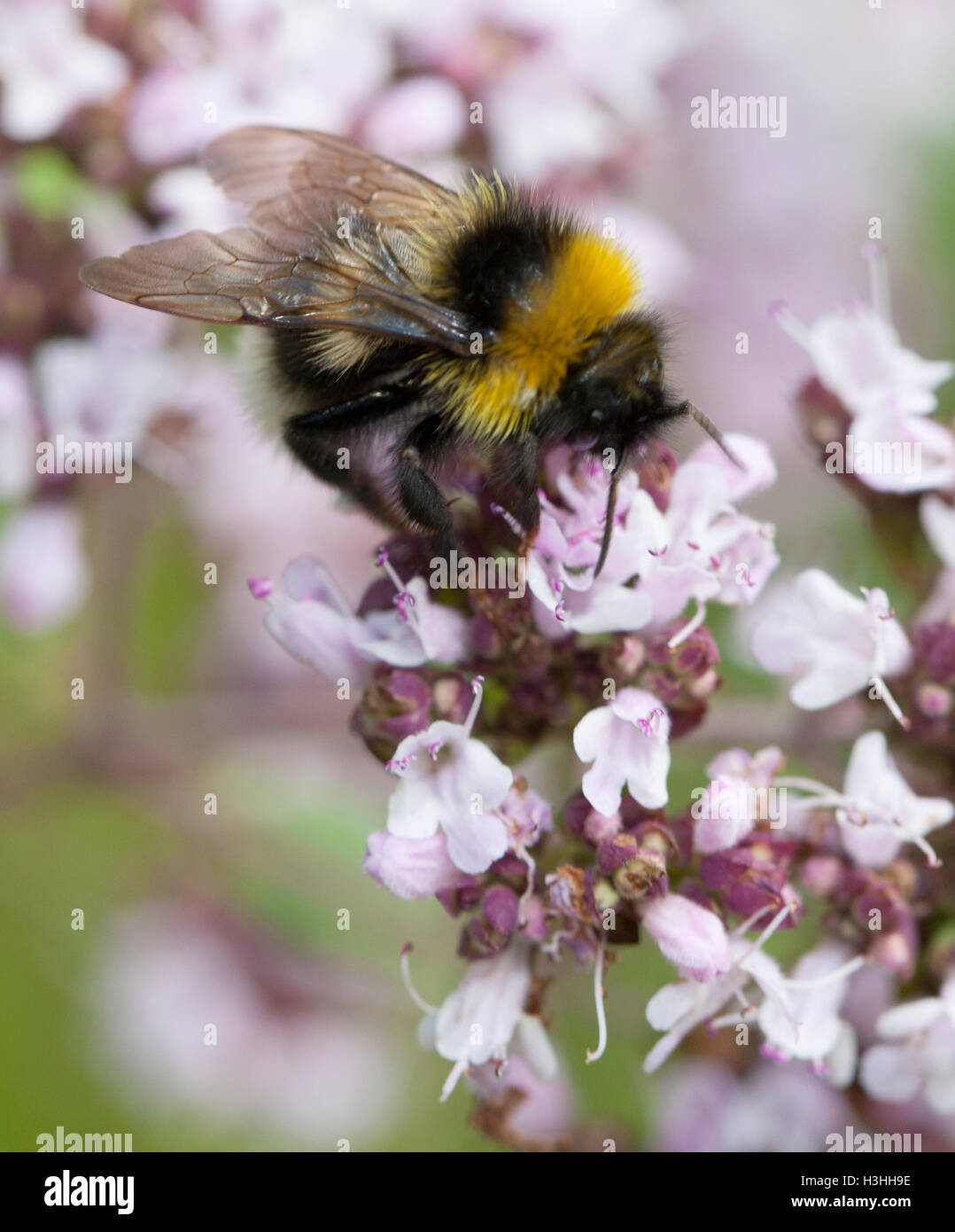 Hummel auf Blume auf der Suche nach Nektar und pollen Stockfoto
