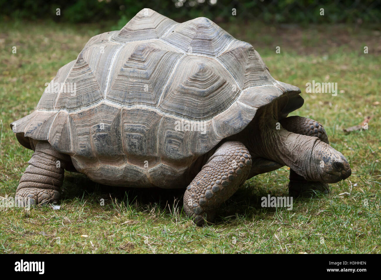 Aldabra-Riesenschildkröte (Aldabrachelys Gigantea). Tierwelt Tier. Stockfoto