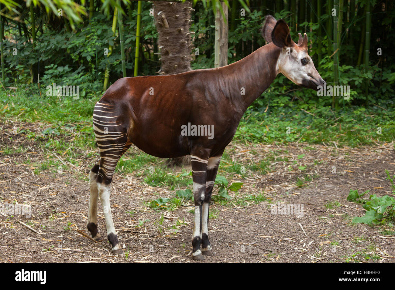 Okapi (Okapia Johnstoni). Tierwelt Tier. Stockfoto