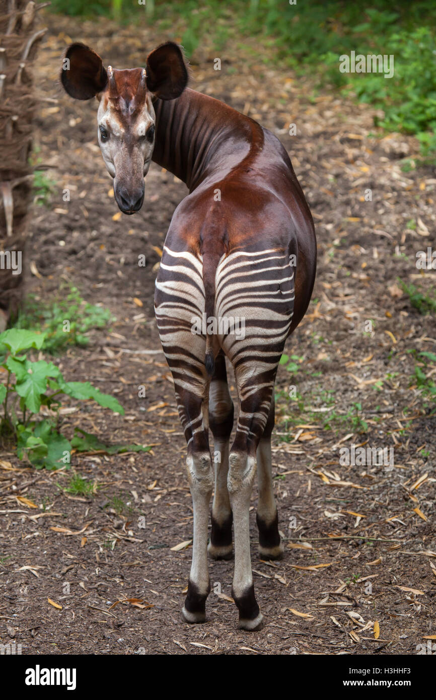 Okapi (Okapia Johnstoni). Tierwelt Tier. Stockfoto