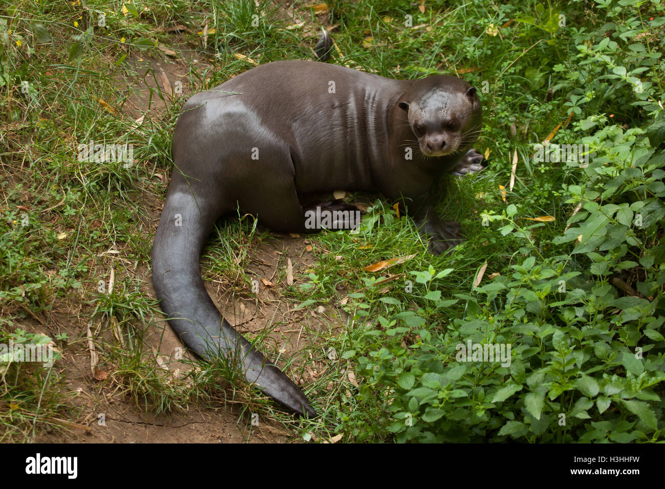 Riesenotter (Pteronura Brasiliensis), auch bekannt als die riesigen Fischotter. Tierwelt Tier. Stockfoto