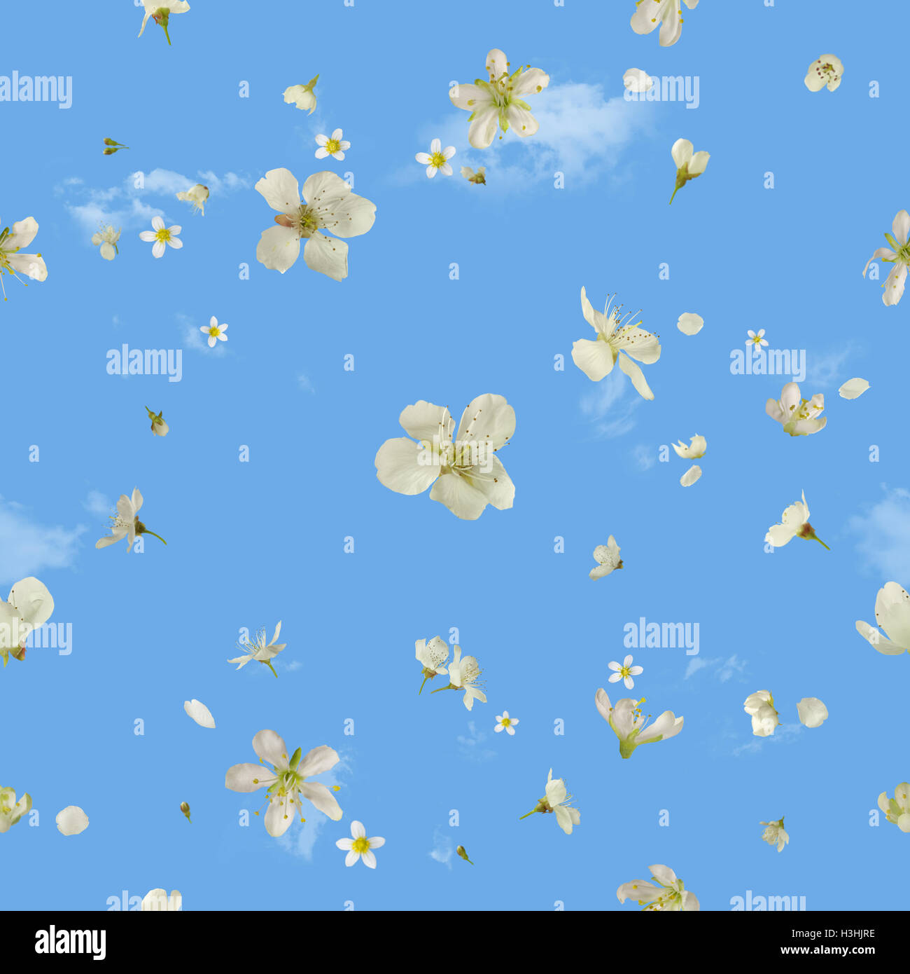 nahtlose fliegen weiße Birne Blüten, fotografiert auch Studio, Schärfentiefe, isoliert auf absolute blau mit Wolkenfetzen hinter Stockfoto