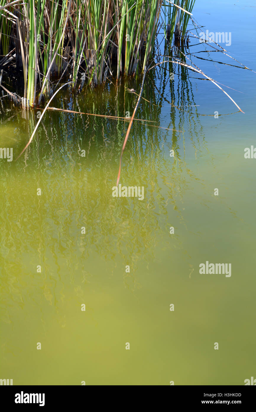 Nahaufnahme Detail des heiligen Teich am Wirikuta Botanischer Garten, Puerto Los Cabos, Mexiko Desert Sun & grün blaue Wasserreflexionen Stockfoto