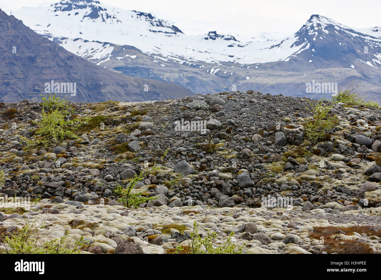 Büsche und Moose wachsen auf Skaftafell Glacier Ende Moräne Vatnajökull-Nationalpark in Island Stockfoto