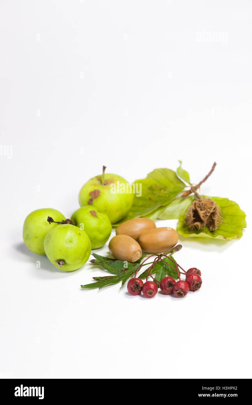Holzäpfel. Eicheln, Weißdornbeeren und Buche Nuss auf weißem Hintergrund. Stockfoto