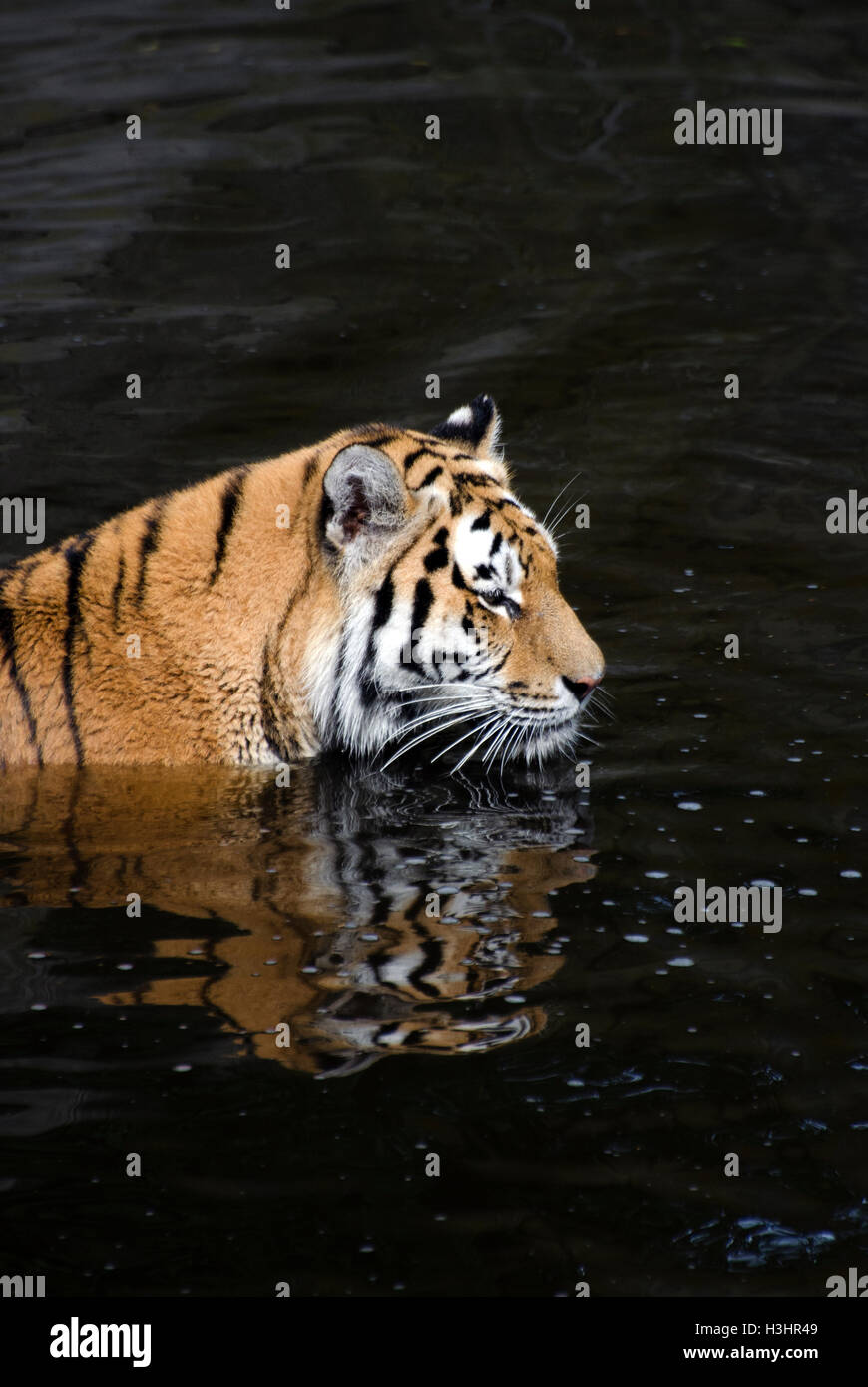 Amur oder sibirische Tiger, Panthera Tigris Altaica, Stockfoto
