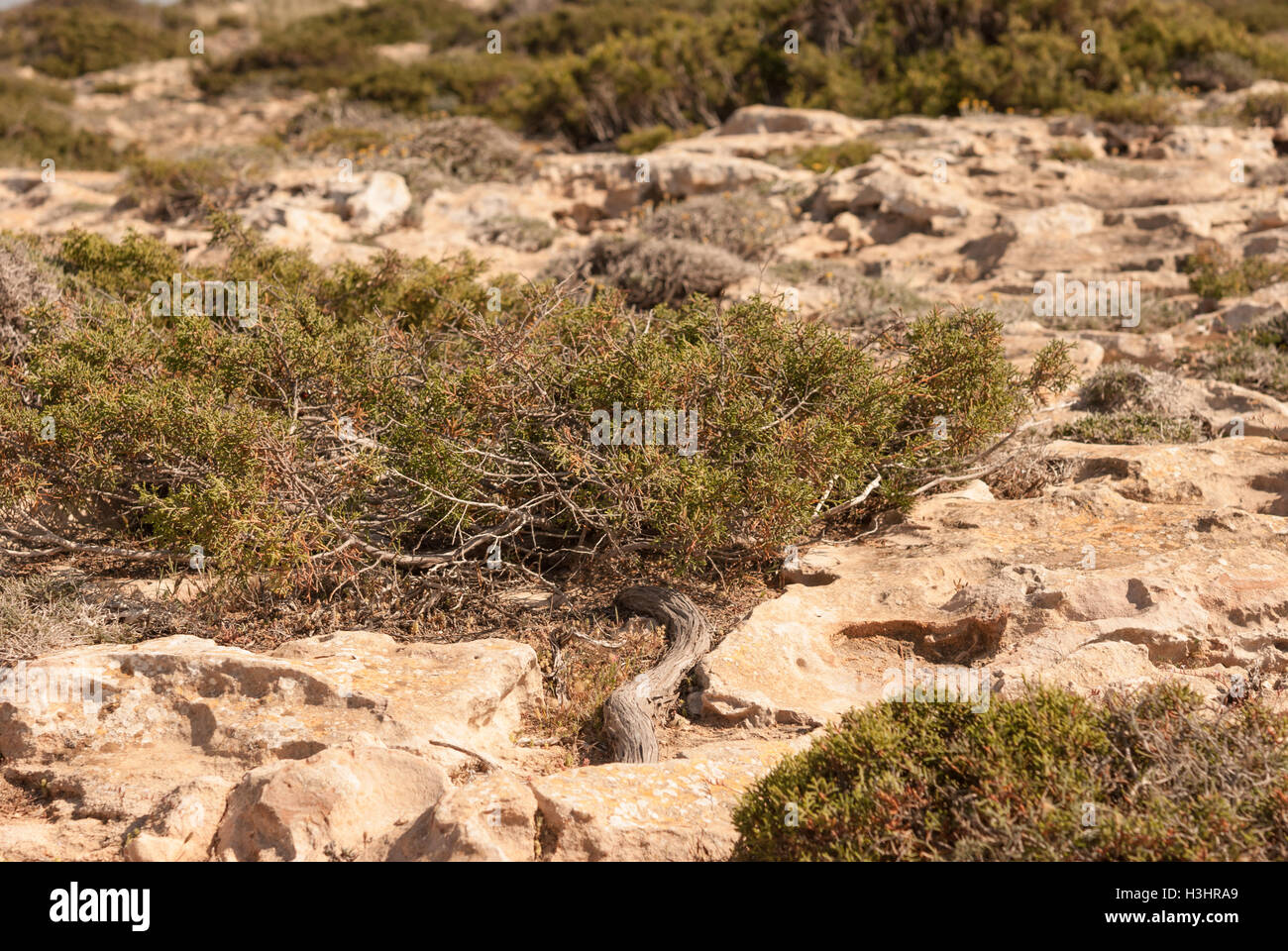 Phönizischer Wacholder (Juniperus Phoenicea) wachsen auf den Felsen von Kap Greco Closeup. Zypern. Stockfoto