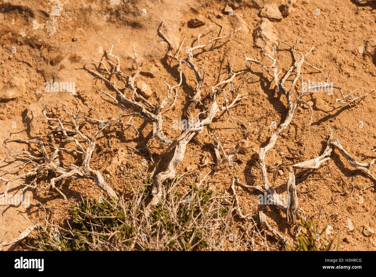 Phönizischer Wacholder (Juniperus Phoenicea) wachsen auf den Felsen von Kap Greco Closeup. Zypern. Stockfoto