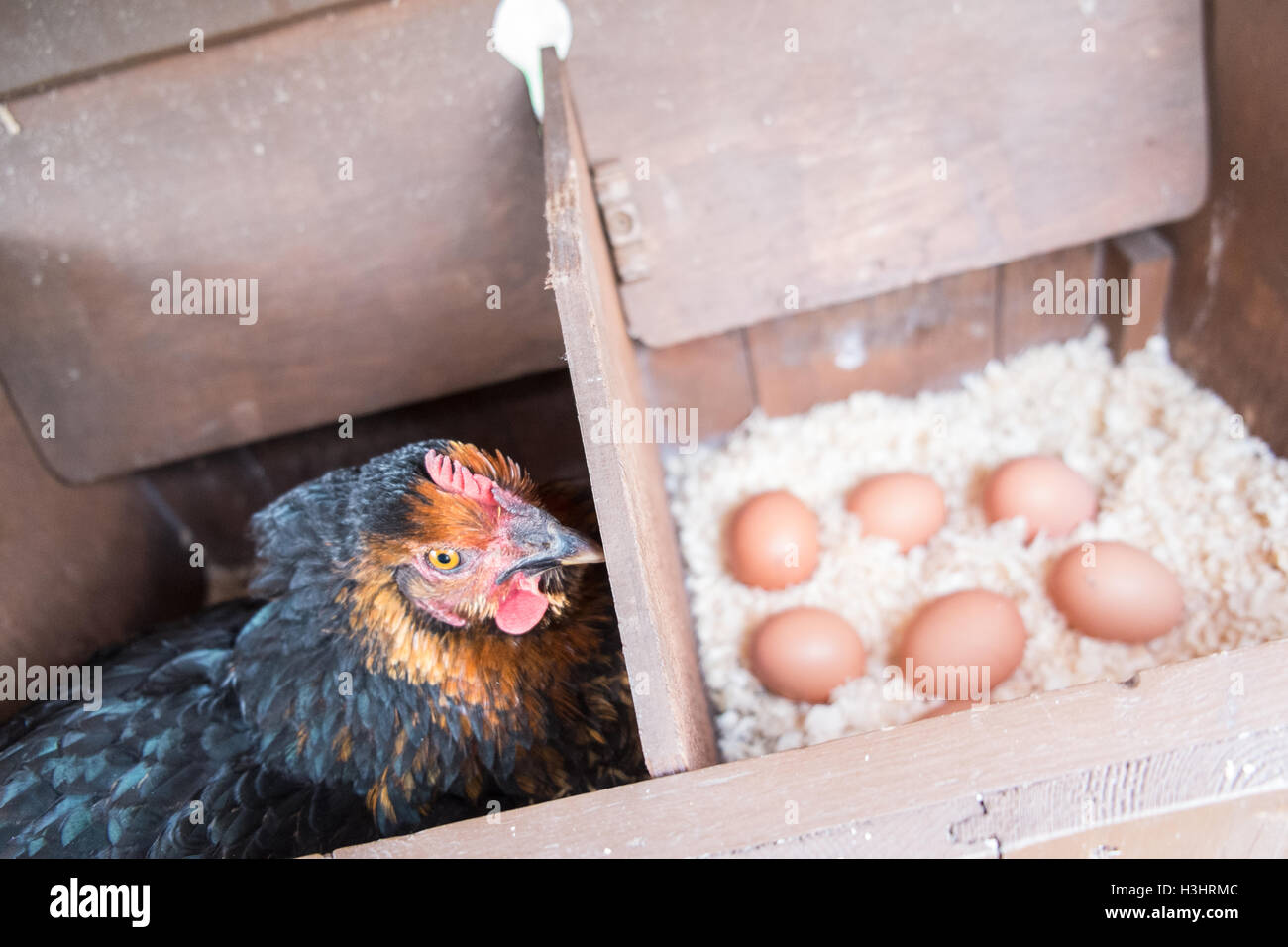 Meine Hühner in ihrem Nistkasten vor kurzem legte Eier in meinem kleinen Garten für meinen persönlichen Gebrauch, Verbrauch, in ländlichen Dorf, West, Wales. Stockfoto