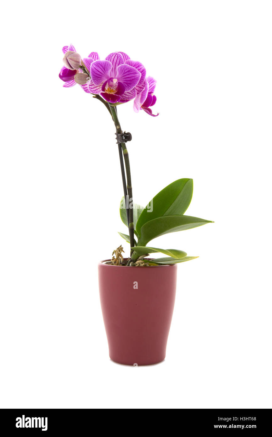 Rosa Orchidee auf weißem Hintergrund Stockfoto