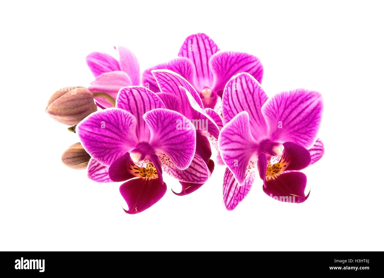 Rosa Orchidee auf weißem Hintergrund Stockfoto