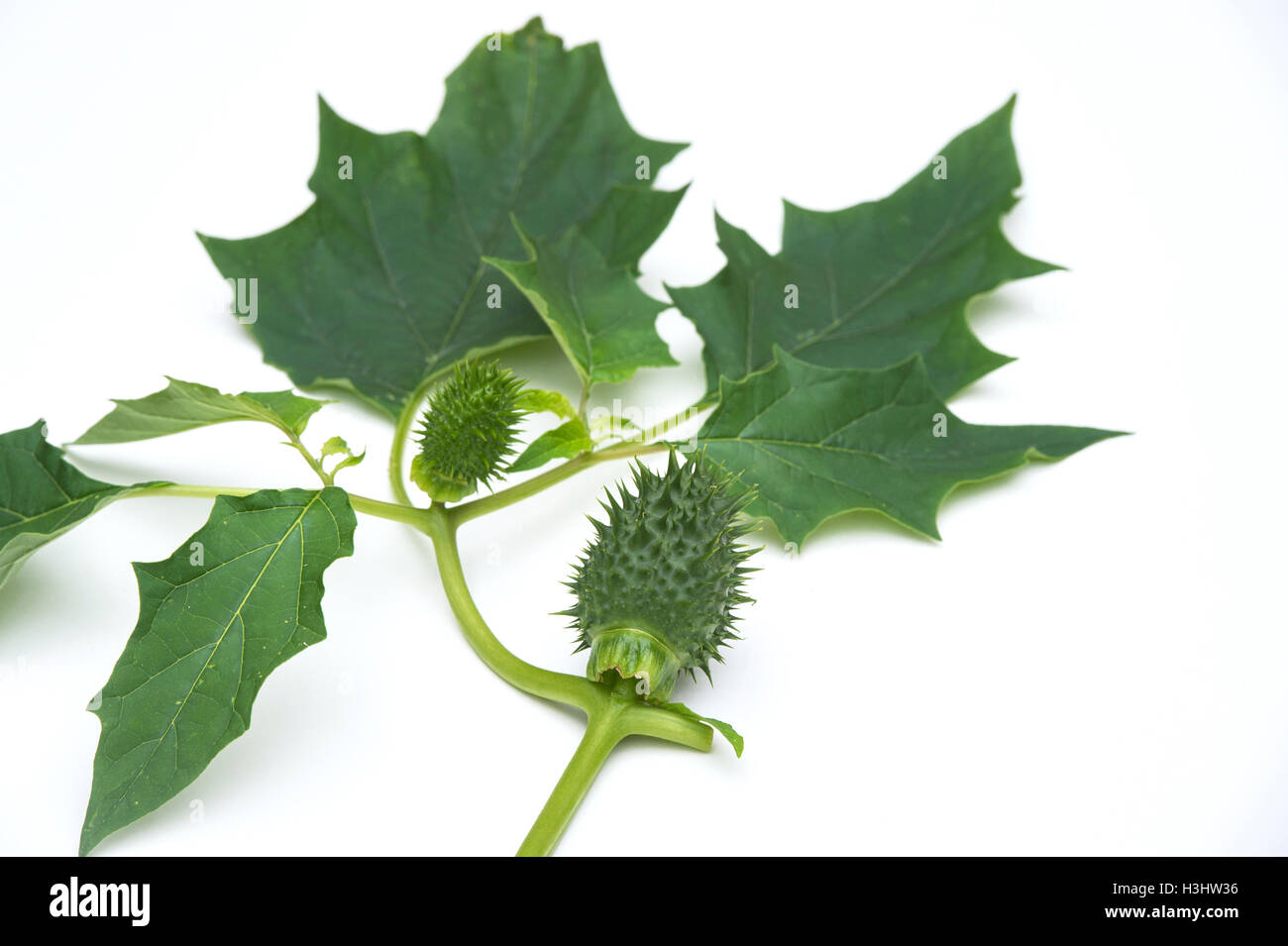 Datura Stramonium. Thorn Apple stachligen Samenkapsel und Blätter auf weißem Hintergrund Stockfoto