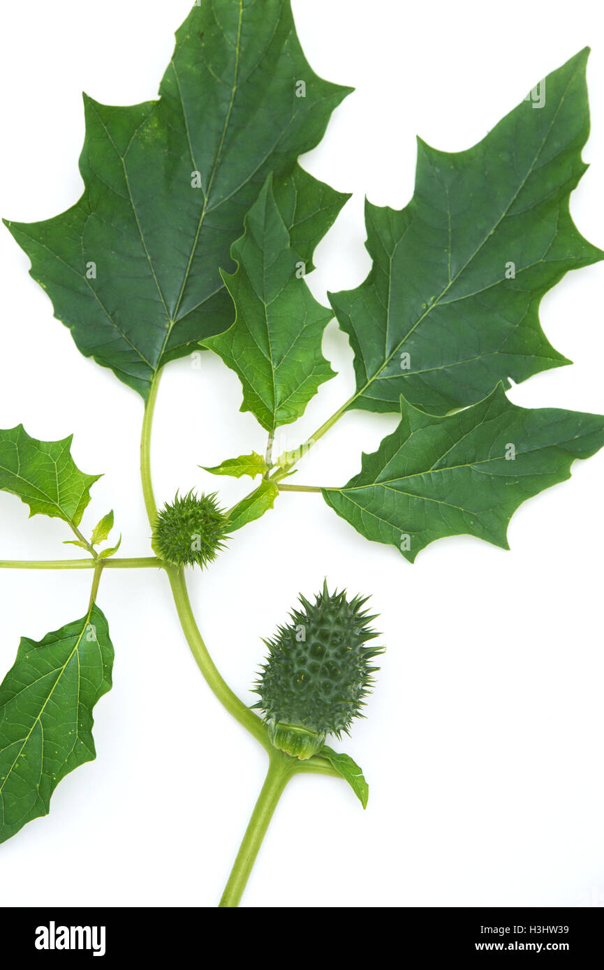 Datura Stramonium. Thorn Apple stachligen Samenkapsel und Blätter auf weißem Hintergrund Stockfoto