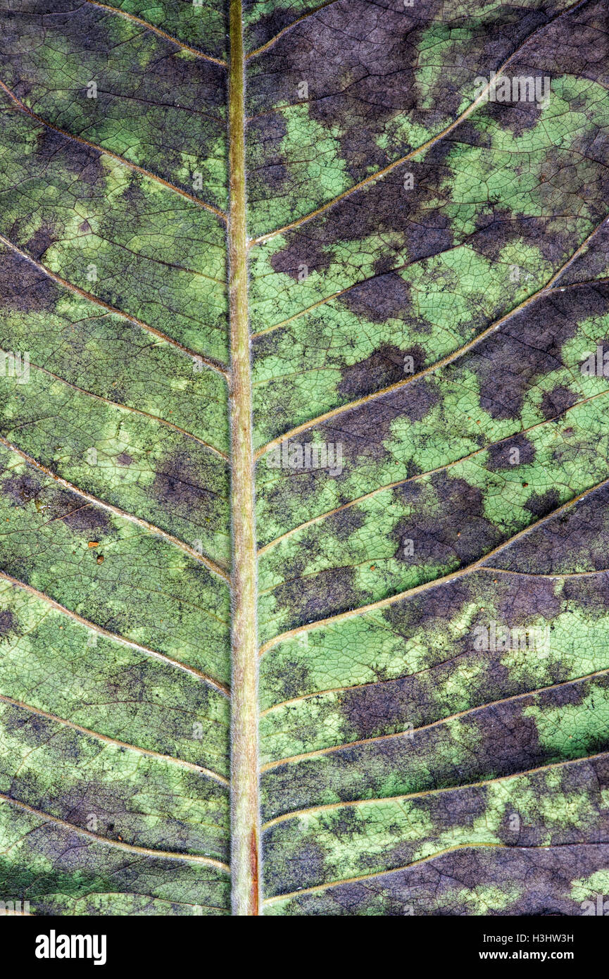 Magnolia Baum Blatt verfallenden im Herbst. Muster. UK Stockfoto