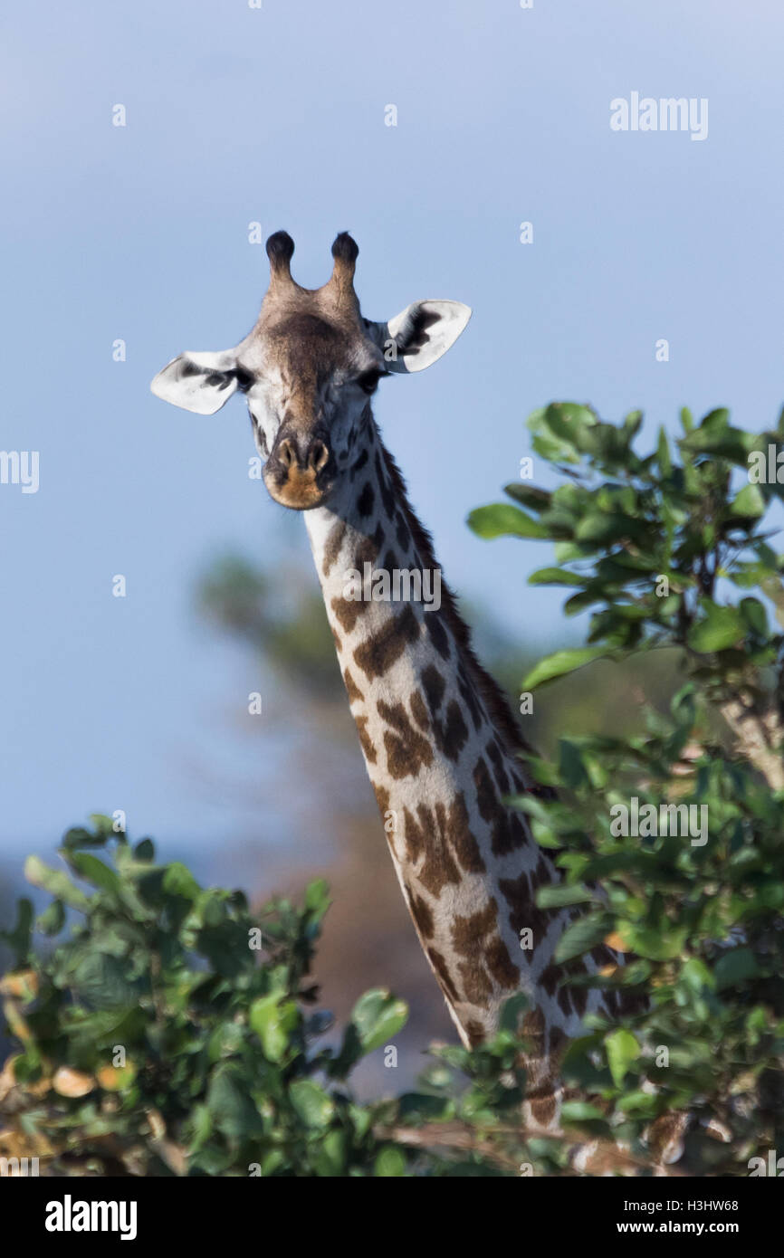 Neugierige giraffe Stockfoto