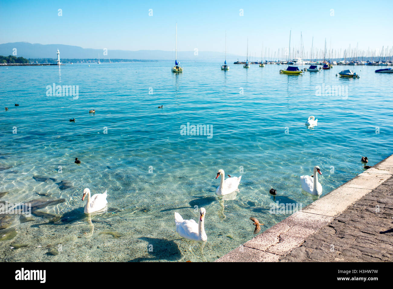 Schwäne schwimmen am Genfersee Stockfoto