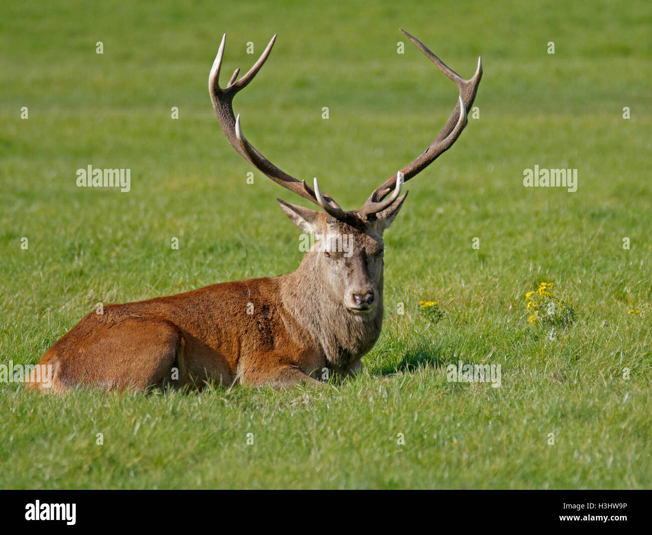 Rotwild-Hirsch (Cervus Elaphus) Stockfoto