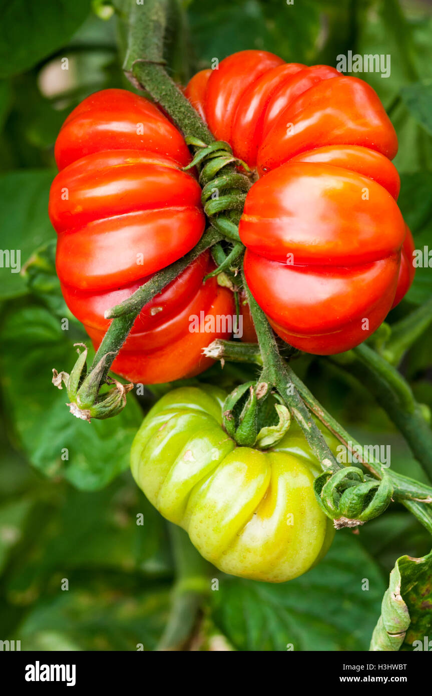 Wachsenden Fleischtomaten, Costoluto Fiorentino. Stockfoto