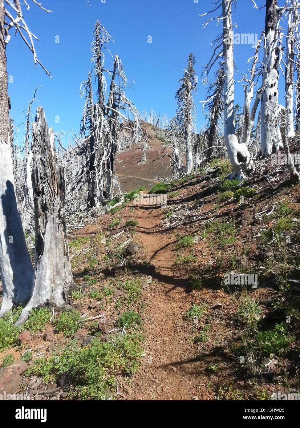 Kurz vor dem Norden Cinder Butte PCT. Stockfoto