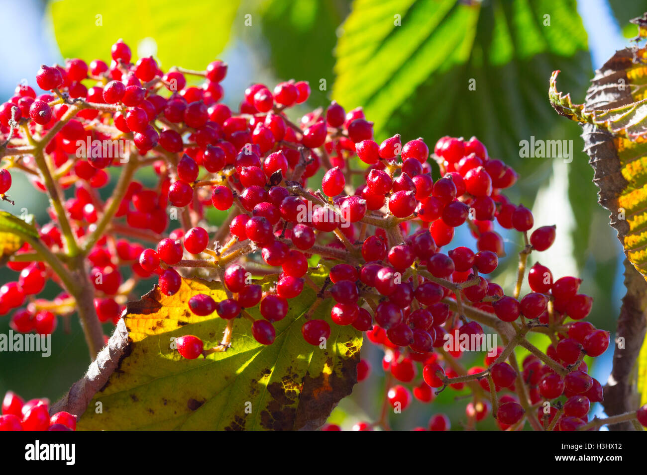 Nahaufnahme von Sonnenlicht auf Viburnum Beeren, Indiana, Vereinigte Staaten Stockfoto