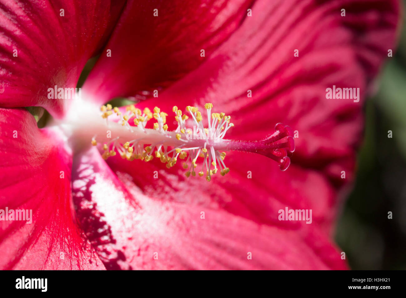 Nahaufnahme einer Blume rot Eibisch (Hibiscus SP.), Indiana, Vereinigte Staaten Stockfoto