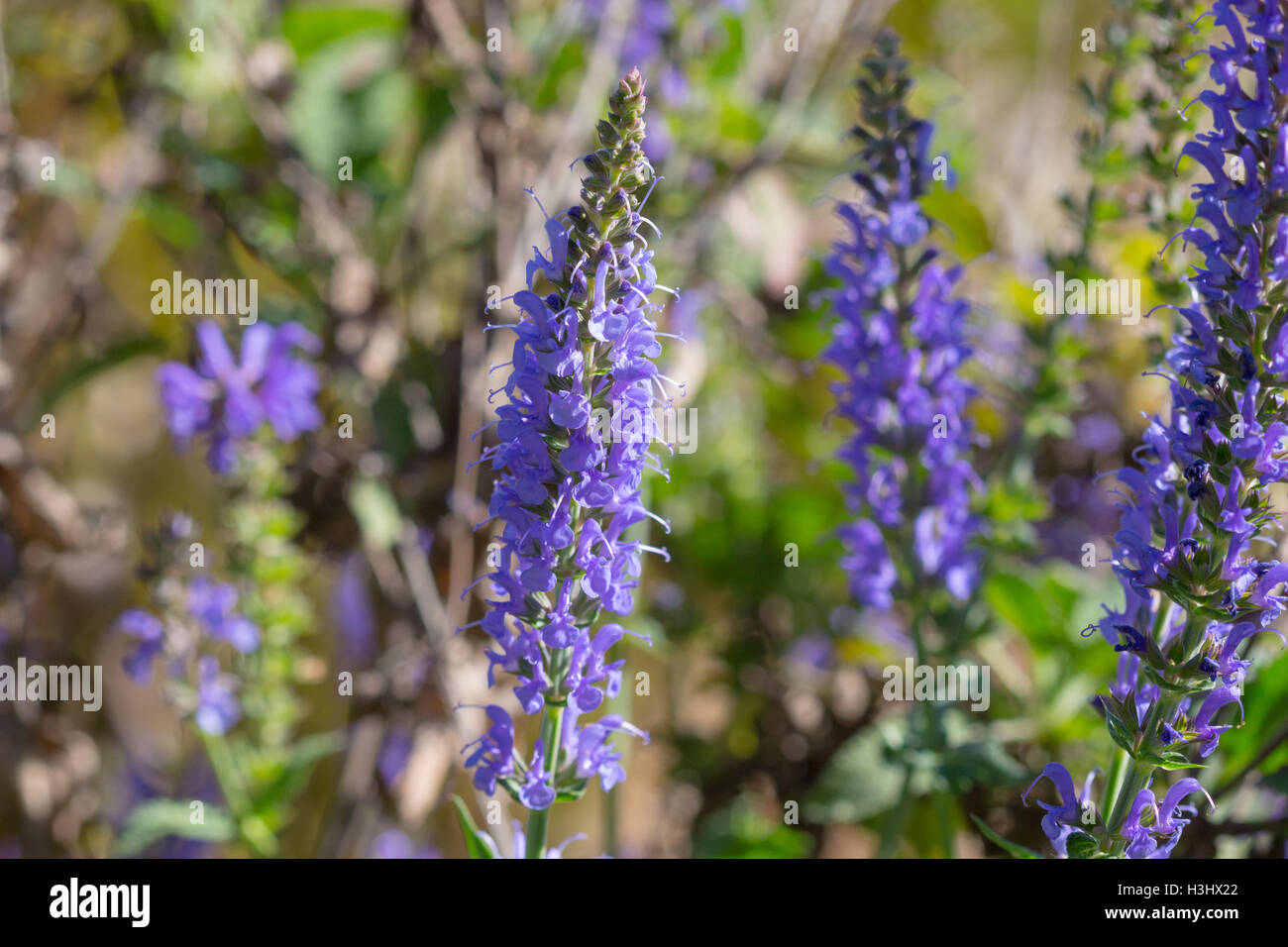 Lila Salvia / Salbei (Salvia SP.) Blumen Stockfoto